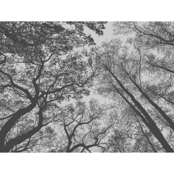 Bricoflor Fototapete Mit Baumkronen Im Himmel Wald Tapete Schwarz Weiß Für Schlafzimmer Und Flur Baum Vliestapete Dunkelgrau