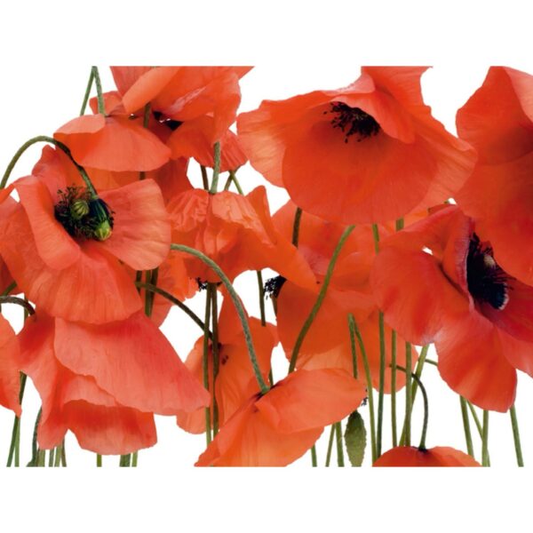 Sanders & Sanders Fototapete Blumen Rot 360 x 270 cm 600430