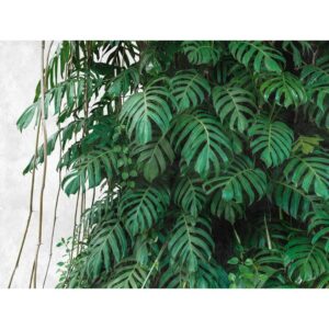 Bricoflor Tapete Monstera Mit Betonoptik Moderne Vliestapete Mit Palmenblättern Weiß Grün Dschungel Fototapete Tropisch