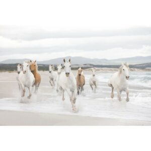 Komar Fototapete White Horses Grauweiß 368 x 254 cm 611050