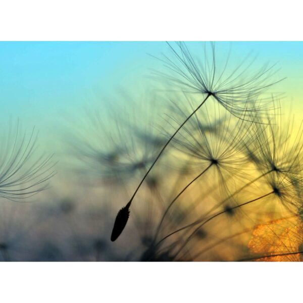 Fototapete Blumen Pusteblume Blau Gelb 3