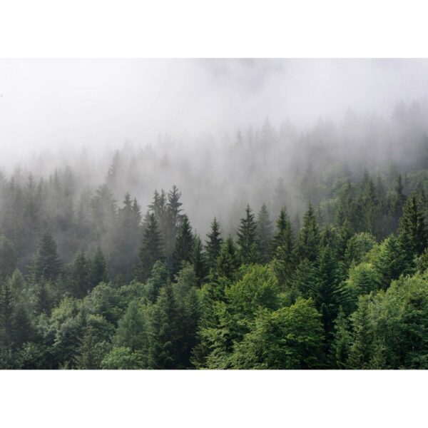 Fototapete Landschaft Wald Grün Grau 3