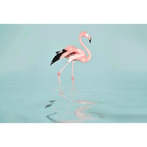 Fototapete Flamingo Rosa Blau Schwarz 4