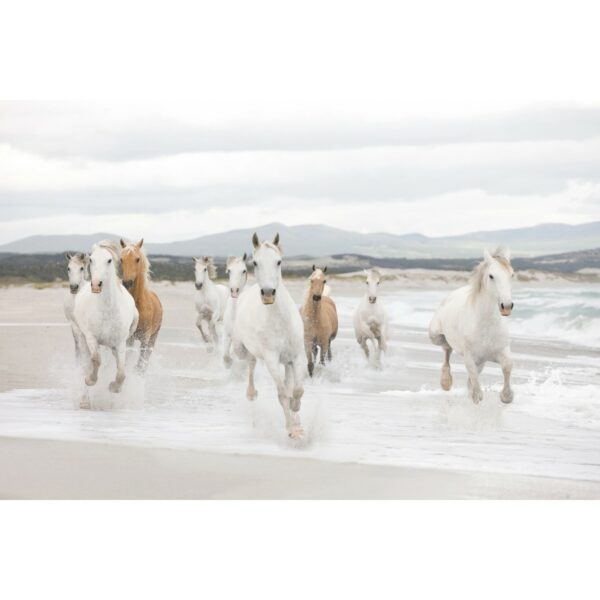 Komar Fototapete White Horses 368 cm x 254 cm FSC®