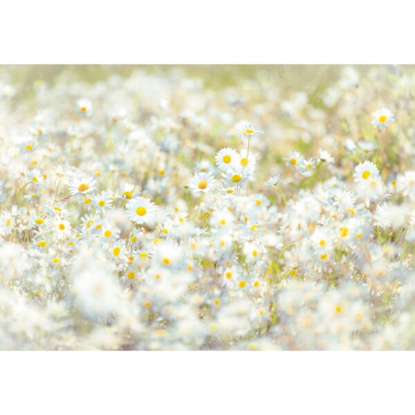 Komar Fototapete Daisies 368 cm x 254 cm FSC®