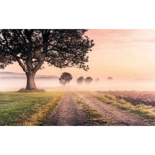 Komar Fototapete Vlies Misty Morning  400 x 250 cm