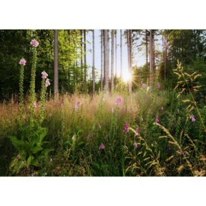 Komar Vliesfototapete Summer Glade 350 cm x 250 cm