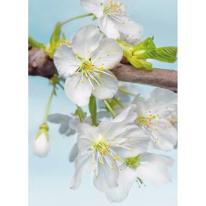 Komar Fototapete Vlies Blossom 184 cm x 248 cm FSC®