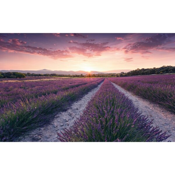 Vlies Fototapete Lavender Dream 450x280 cm