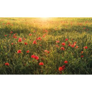 Vlies Fototapete Poppy World 450x280 cm