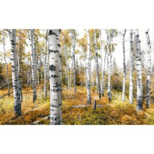 Vlies Fototapete Colorful Aspenwoods 450x280 cm