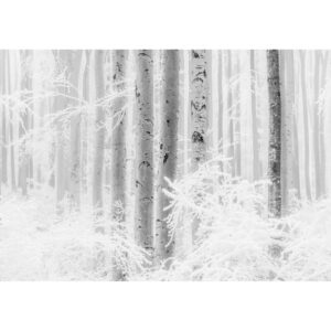 Komar Fototapete Vlies Winter Wood  400 x 280 cm