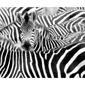 Rasch Digitaldruck African Queen III Zebra Schwarz-Weiß 2