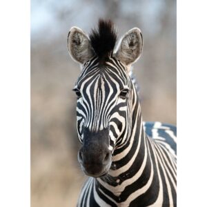 Rasch Digitaldruck African Queen III Zebra Schwarz-Weiß 3