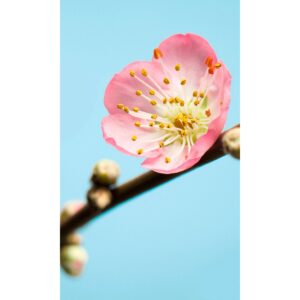 Komar Fototapete Vlies Peach Blossom  150 x 250 cm