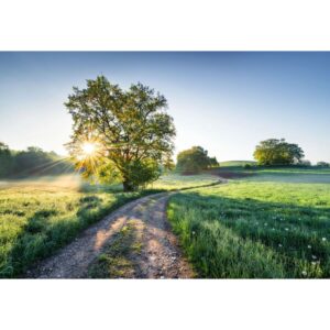 Komar Fototapete Fototapete Meadow Trail Grün und Blau 368 x 254 cm 610926