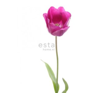 ESTAhome Fototapete Tulpe Rosa und Grün 93 x 211