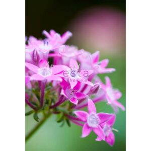 ESTAhome Fototapete Starflower Rosa 186 cm x 279 m 158006